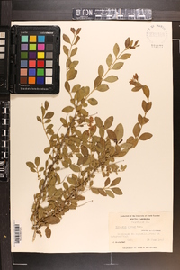 Ligustrum sinense image