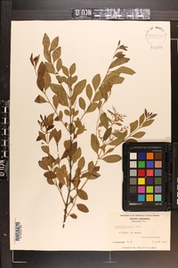 Ligustrum sinense image