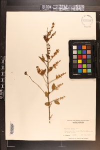 Ligustrum sinense image