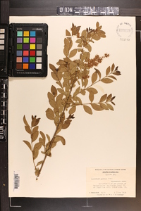 Ligustrum sinense image