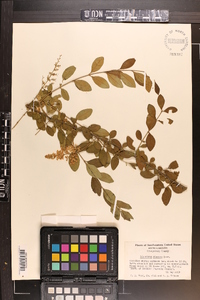 Ligustrum sinense image