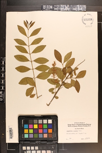 Ligustrum sinense image