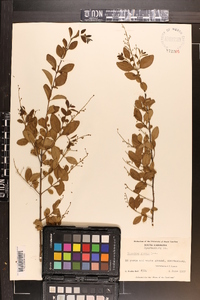 Ligustrum sinense image