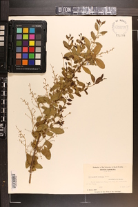 Ligustrum sinense image