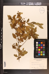 Ligustrum sinense image