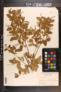 Ligustrum sinense image