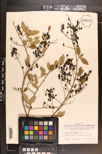 Ligustrum sinense image