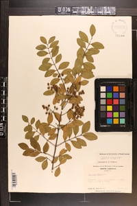 Ligustrum sinense image