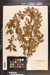 Ligustrum sinense image