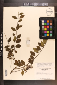 Ligustrum sinense image