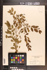 Ligustrum sinense image