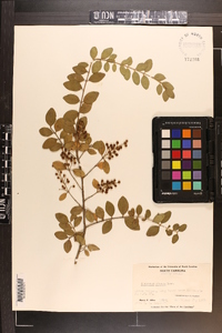 Ligustrum sinense image