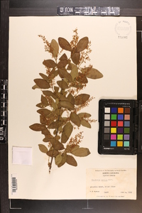 Ligustrum sinense image