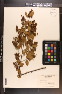 Ligustrum sinense image