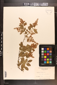 Ligustrum sinense image