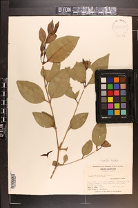 Ligustrum japonicum image