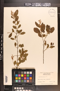 Ligustrum sinense image