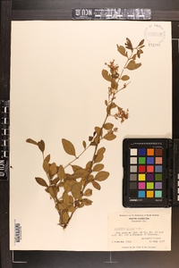 Ligustrum sinense image