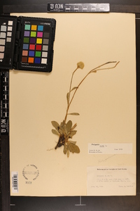 Polygala lutea image