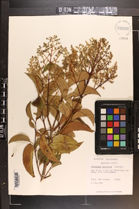 Ligustrum japonicum image