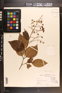 Ligustrum lucidum image