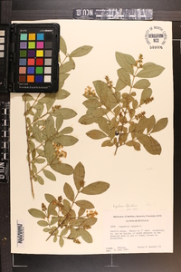 Ligustrum obtusifolium image