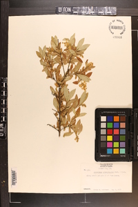 Ligustrum obtusifolium image