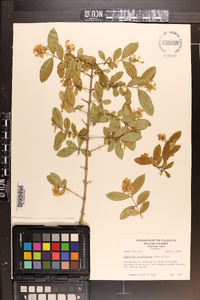 Ligustrum obtusifolium image