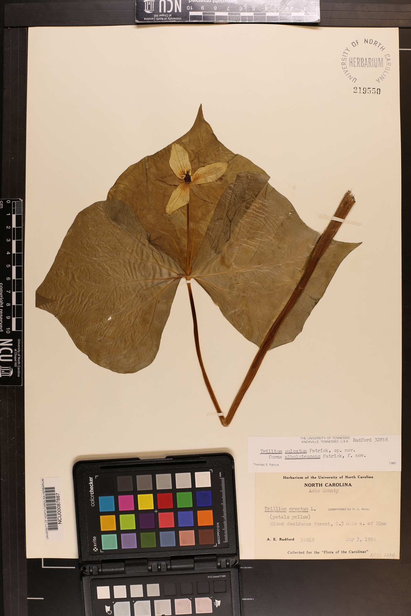 Trillium sulcatum image