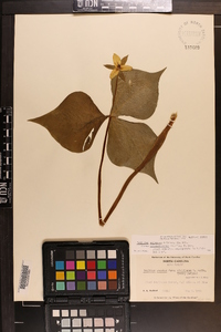 Trillium sulcatum image