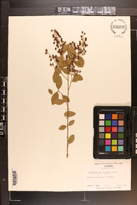 Ligustrum sinense image