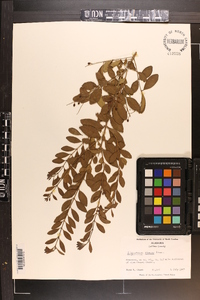 Ligustrum sinense image