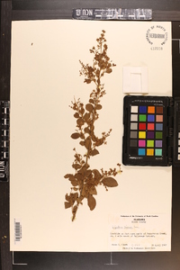 Ligustrum sinense image