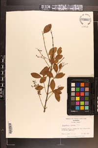 Ligustrum sinense image