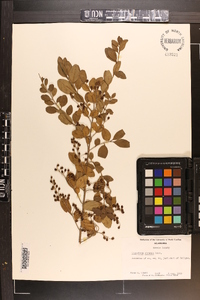 Ligustrum sinense image