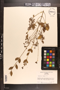Ligustrum sinense image
