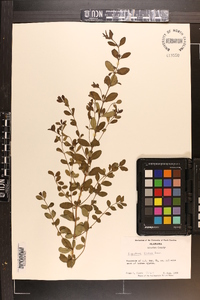 Ligustrum sinense image