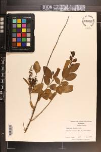 Ligustrum sinense image