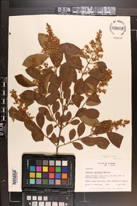 Ligustrum sinense image