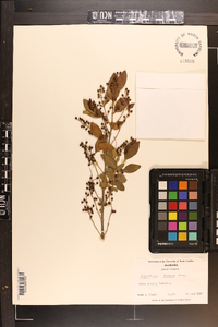 Ligustrum sinense image