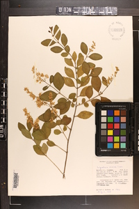 Ligustrum sinense image