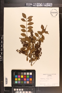 Ligustrum sinense image