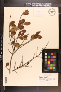 Ligustrum sinense image