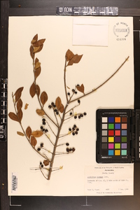 Ligustrum sinense image