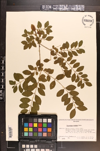 Ligustrum sinense image