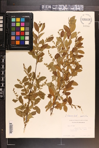 Ligustrum sinense image