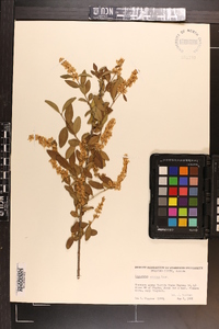 Ligustrum sinense image