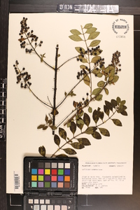 Ligustrum sinense image