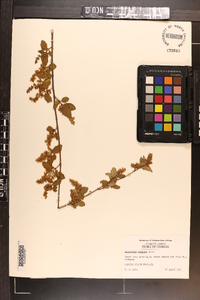 Ligustrum sinense image