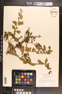 Ligustrum sinense image